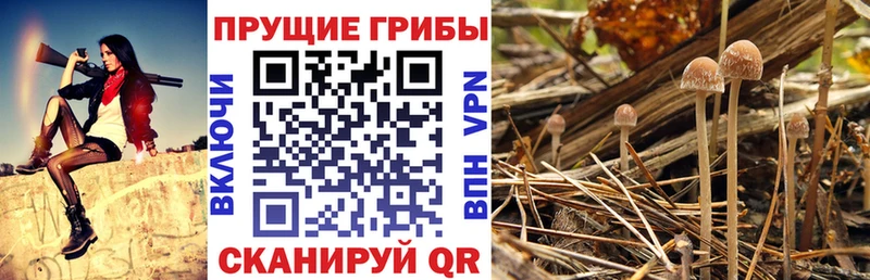 Псилоцибиновые грибы Psilocybe  гидра как зайти  Ишимбай  цены наркотик 